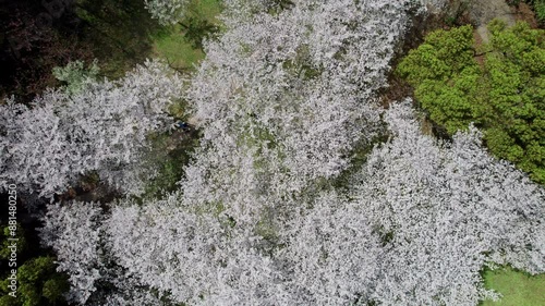 Aerial drone view of beautiful cherry blossom forest in Shanghai Gongqing forest park, people playing on green grass field under trees, 4k real time footage high angle view. photo