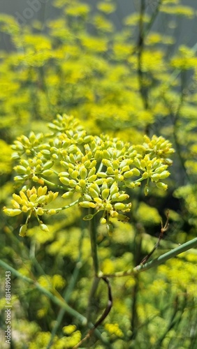 Aromatic, natural, green and yellow fennel flower plant. Growing organically in nature. Bees use in the pollination process photo