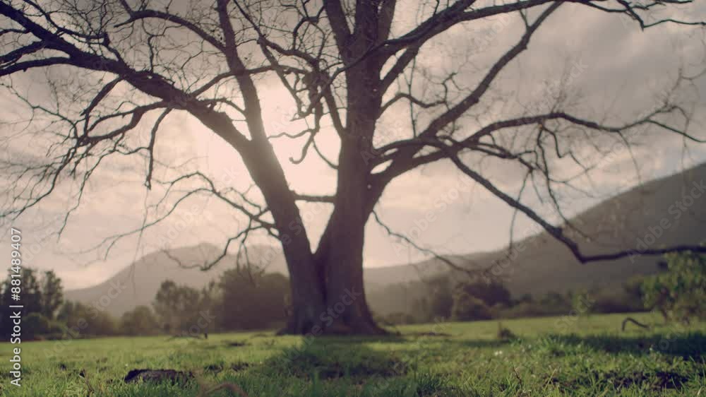 Grass in focus with a tree in the background Grass in focus with a tree in the background