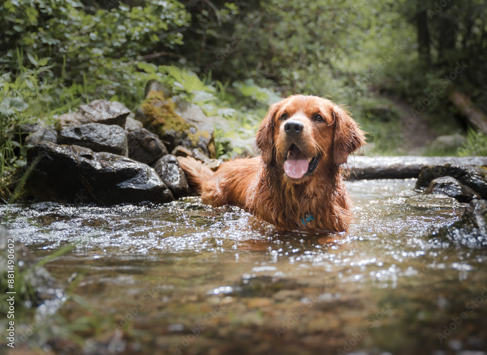 Will You Throw The Stick Already? Will You Throw The Stick Already?