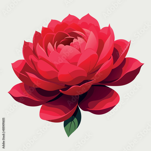 A solitary red peony against a white backdrop