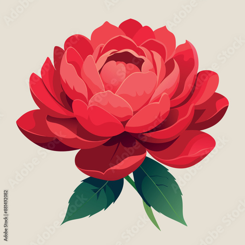 A solitary red peony against a white backdrop