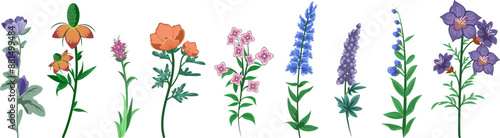 Wildflowers Collection Illustration Set