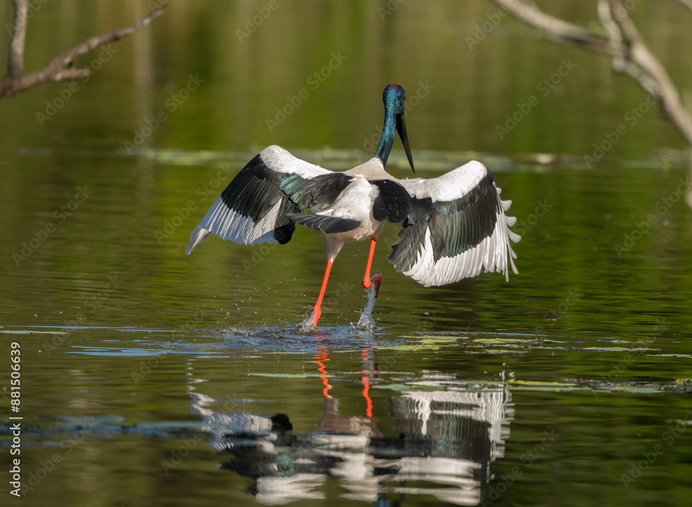 Obraz premium Black necked stork ( ephippiorhynchus asiaticus ) female Jabiru dancing on the water with wings open