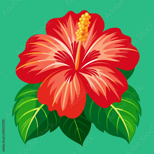 hibiscus flower illustration