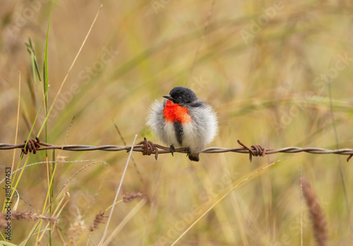Mistletoebird (Dicaeum hirundinaceum) puffed up in the cold wind perched on a wire.
