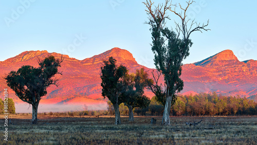 Four Epic Gum Trees Flinders Ranges