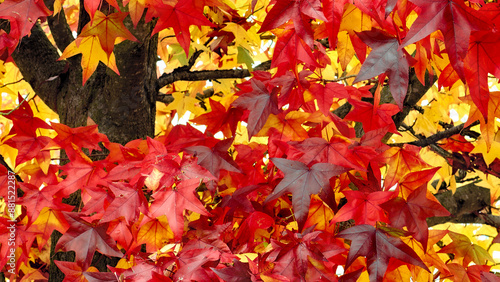Autumn colours in Australian Town