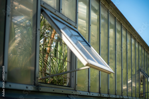 Large glasshouse ventilating, allowing fresh air to get inside. Big glazed glassed orangery for growing, harvesting various different of crops, seedlings. Green plants nursery with open pane.