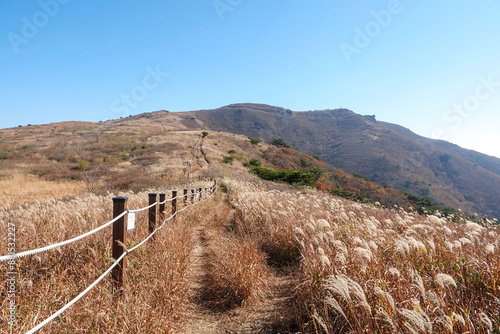 Yangsan-si, Gyeongsangnam-do, South Korea - November two 2023: Autumnal view of silver grass with white flower along hiking trail against ridge and peak of Cheonseongsan Mt.
 photo