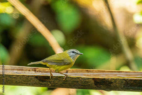 The Yellow-bellied Warbler (Abroscopus superciliaris) is a small, active bird characterized by its bright yellow underparts, olive-green upperparts, and a distinctive white supercilium photo