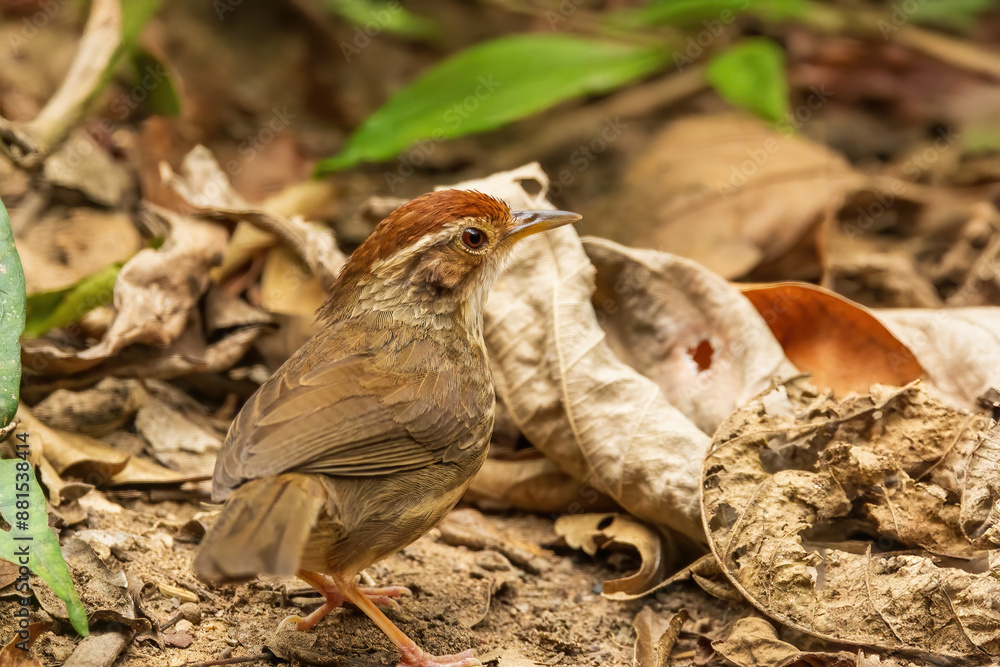 The Puff-throated Babbler (Pellorneum ruficeps) is a small bird with a distinctive puffed throat, brown upperparts, and white underparts with dark streaking. The Puff-throated Babbler (Pellorneum ruficeps) is a small bird with a distinctive puffed throat, brown upperparts, and white underparts with dark streaking.