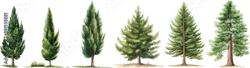 watercolor redwood,cypress tree isolated on white background