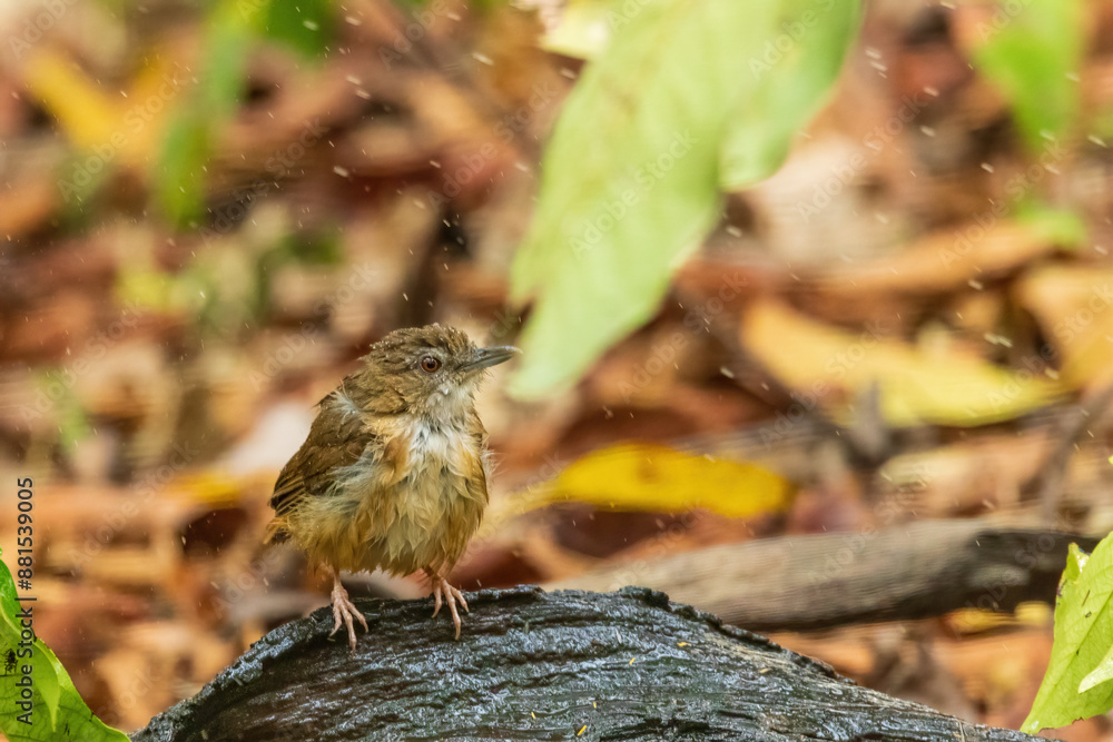 The Puff-throated Babbler (Pellorneum ruficeps) is a small bird with a distinctive puffed throat, brown upperparts, and white underparts with dark streaking. The Puff-throated Babbler (Pellorneum ruficeps) is a small bird with a distinctive puffed throat, brown upperparts, and white underparts with dark streaking.
