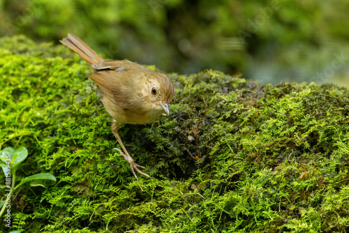 The Buff-breasted Babbler (Pellorneum tickelli) is a small bird characterized by its buff-colored breast and flanks, olive-brown upperparts, and white belly. photo