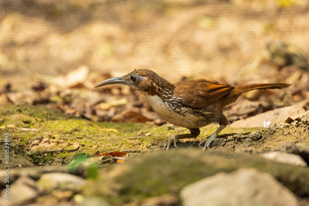 The Large Scimitar Babbler (Pomatorhinus hypoleucos) is a medium-sized bird with a distinctive long, curved bill, white throat and belly, and dark brown upperparts. The Large Scimitar Babbler (Pomatorhinus hypoleucos) is a medium-sized bird with a distinctive long, curved bill, white throat and belly, and dark brown upperparts.