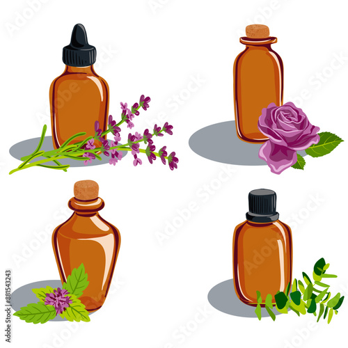vector drawing glass bottles with essential oil and plants, mint, eucalypt, lavender and rose flower, isolated at white background, hand drawn illustration