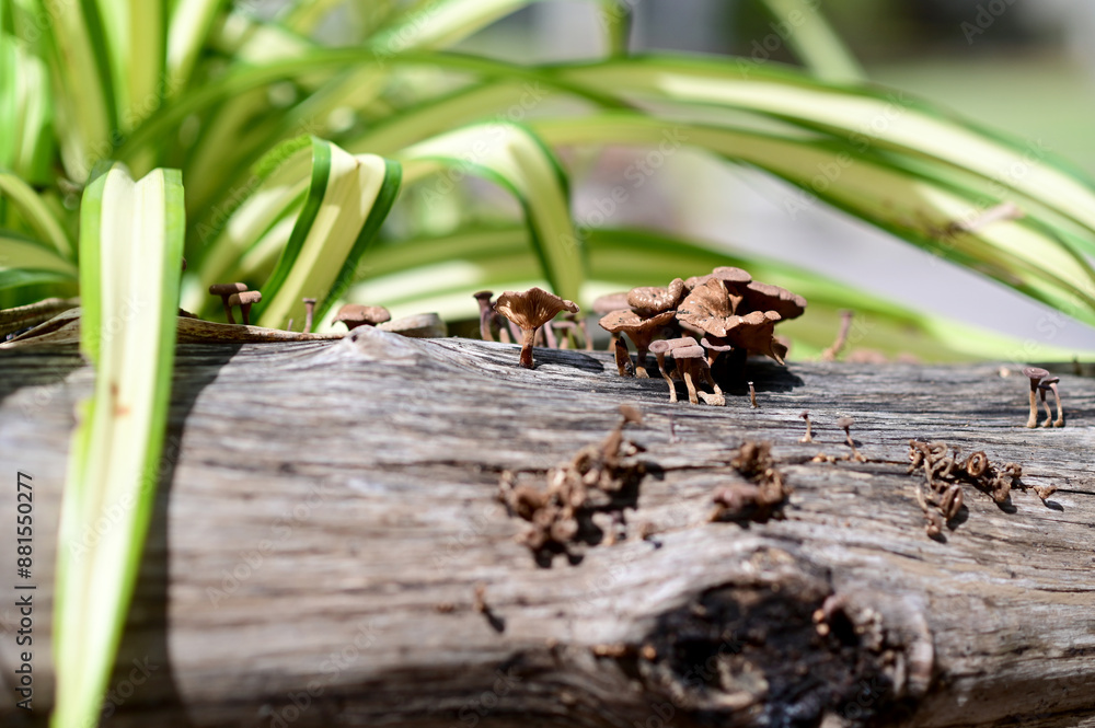 Fototapeta premium Closeup of Many small brown mushrooms up on a tree stump and a black worms with natural background at Thailand.