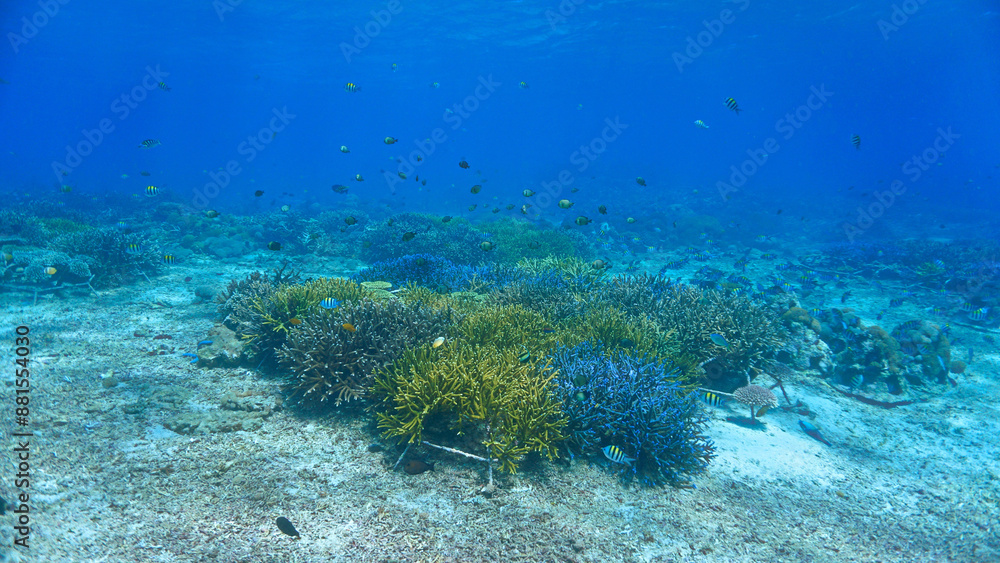 Fototapeta premium Underwater photo of coral conservation and a colorful coral reef that looks like a meadow. From a scuba dive off the coast of the island Nusa Lembongan, Bali in Indonesia.