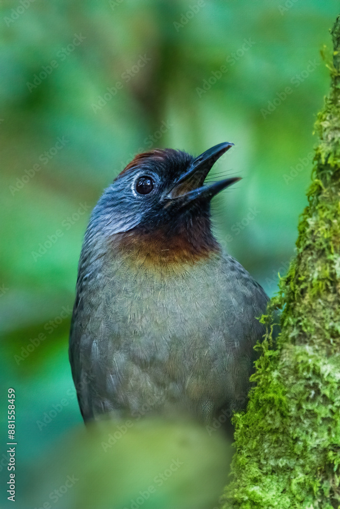 Obraz premium The Silver-eared Laughingthrush (Trochalopteron melanostigma) is a medium-sized bird with olive-brown plumage, a striking silver patch behind its eye, and a black mask. 