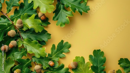 Close up top view of green oak tree branch with acorns on colored background