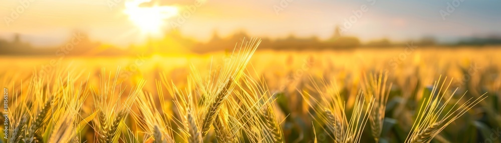 Golden wheat field at sunset, soft light, nature, harvest Golden wheat field at sunset, soft light, nature, harvest