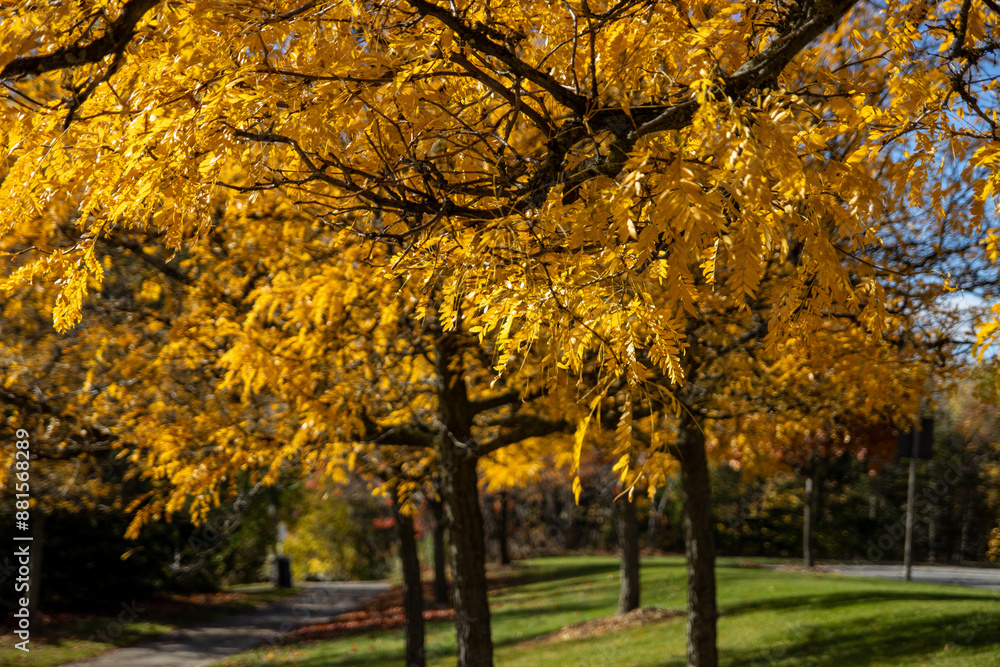 Autumn splendor captures a vibrant yellow-leaved tree in sharp focus against a softly blurred background of a park setting - golden foliage bathes the scene in warm light. Taken in Toronto, Canada. Autumn splendor captures a vibrant yellow-leaved tree in sharp focus against a softly blurred background of a park setting - golden foliage bathes the scene in warm light. Taken in Toronto, Canada.