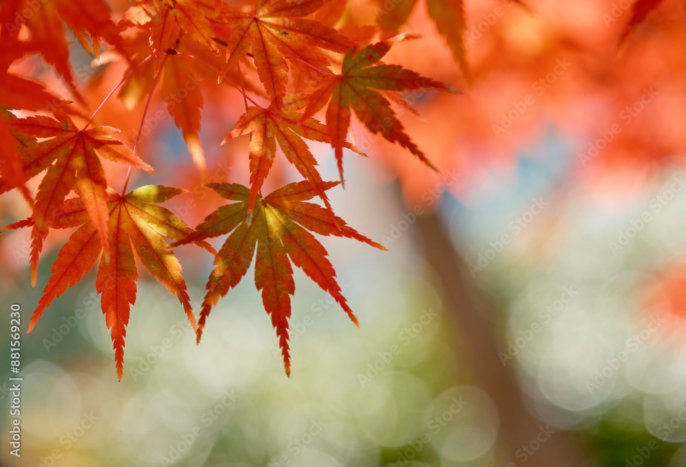穏やかな秋の陽射しを浴びた鮮やかな紅葉 穏やかな秋の陽射しを浴びた鮮やかな紅葉