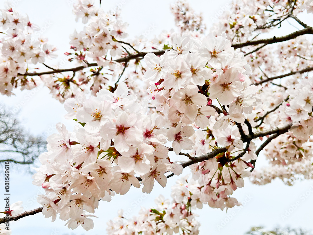 日本の桜 日本の桜