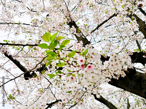 満開の桜と葉っぱ