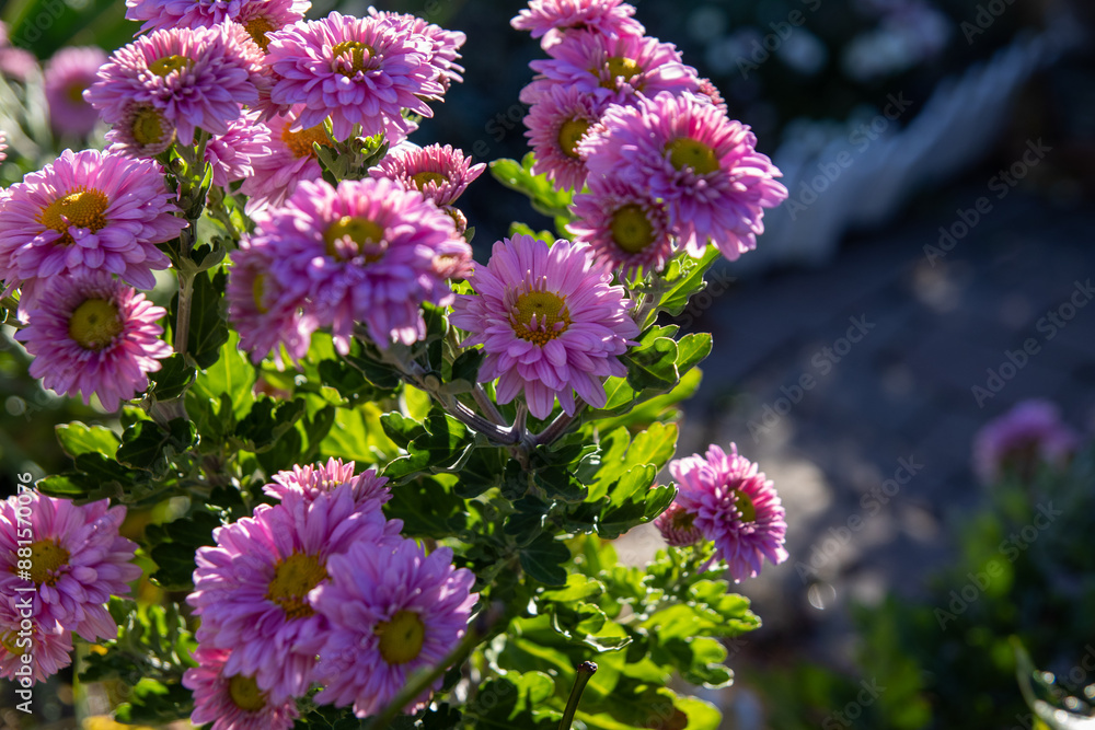 Obraz premium Vibrant pink chrysanthemums - sunlight filtering through petals - dewdrops on delicate flowers - lush green foliage background. Taken in Toronto, Canada.