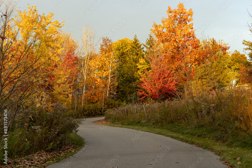 Fototapeta premium Autumn landscape - vibrant fall foliage on trees lining a serene park pathway - golden hour sunlight casting warm tones. Taken in Toronto, Canada.