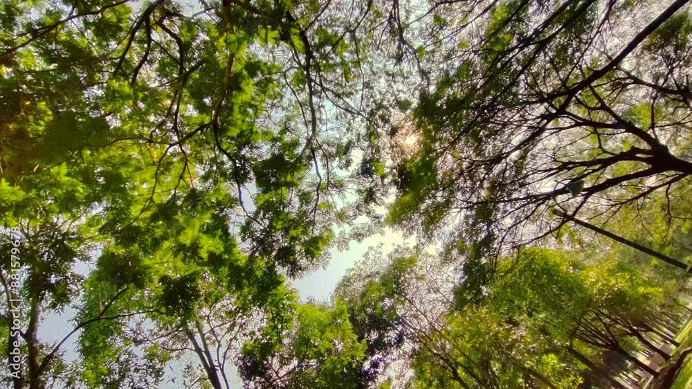 The low-angle view of trees under the sun spins, as if what a person saw before has faded away. 4K vertical The low-angle view of trees under the sun spins, as if what a person saw before has faded away. 4K vertical