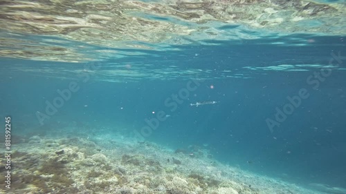 The camera follows a needlefish gliding through clear, blue waters over a vibrant coral reef. This underwater tracking shot captures the slow motion movements of the fish. photo