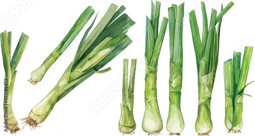 leek watercolor clipart