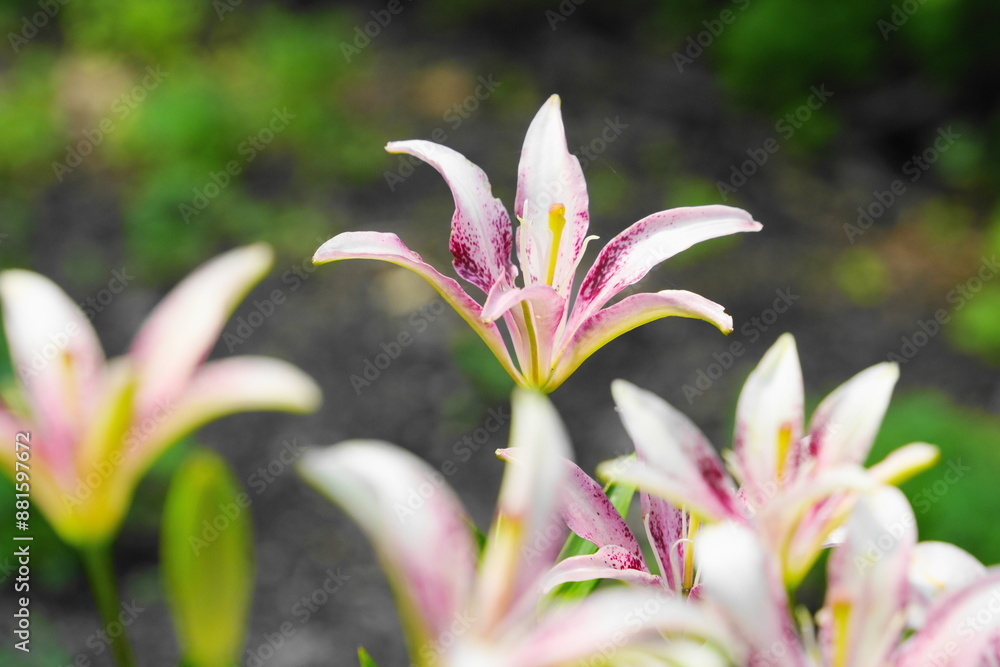 Obraz premium 白いユリの花