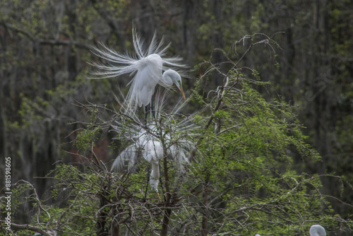 white egret ruffled feathers during mating season
