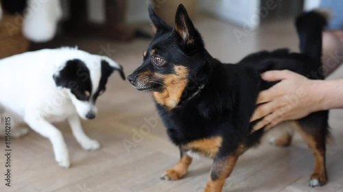 #courage the cowardly dog
#puppy dog pals
#dog whist
#dog
#funny dog videos
#dog barki
#three dog night
#dog of wisdom
#gabe the dog
#dog videos
#triumph the insult #comic dog