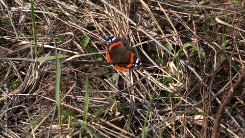 Red admiral butterfly (Vanessa atalanta) with black wings, orange bands, and white spots. Macro close up of well camouflaged insect in brownish orange rotting autumn foliage. photo