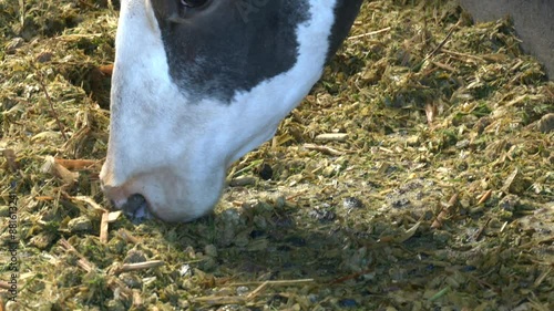 Close up of a cow's nose and mouth, eating hay and straw, in stable at feeding time, mouthfull photo