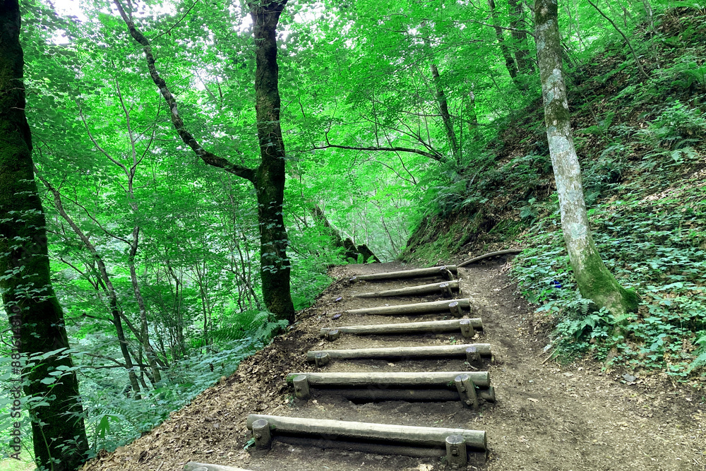 Obraz premium 初夏の登山