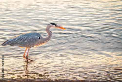 A heron hunting in the sea. Grey heron on the hunt © Dmitrii Potashkin