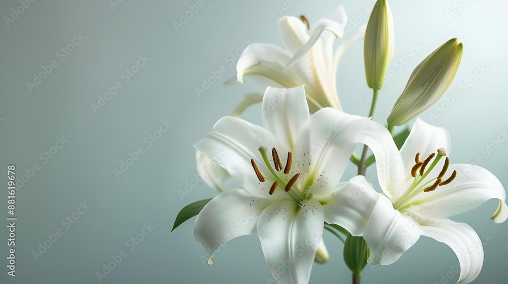 Naklejka premium Beautiful white lilies on light background ai generative