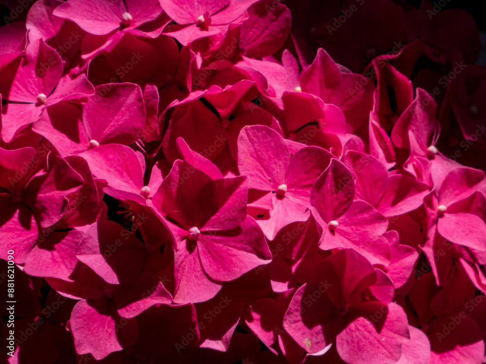 High angle view of pink flowering plants High angle view of pink flowering plants