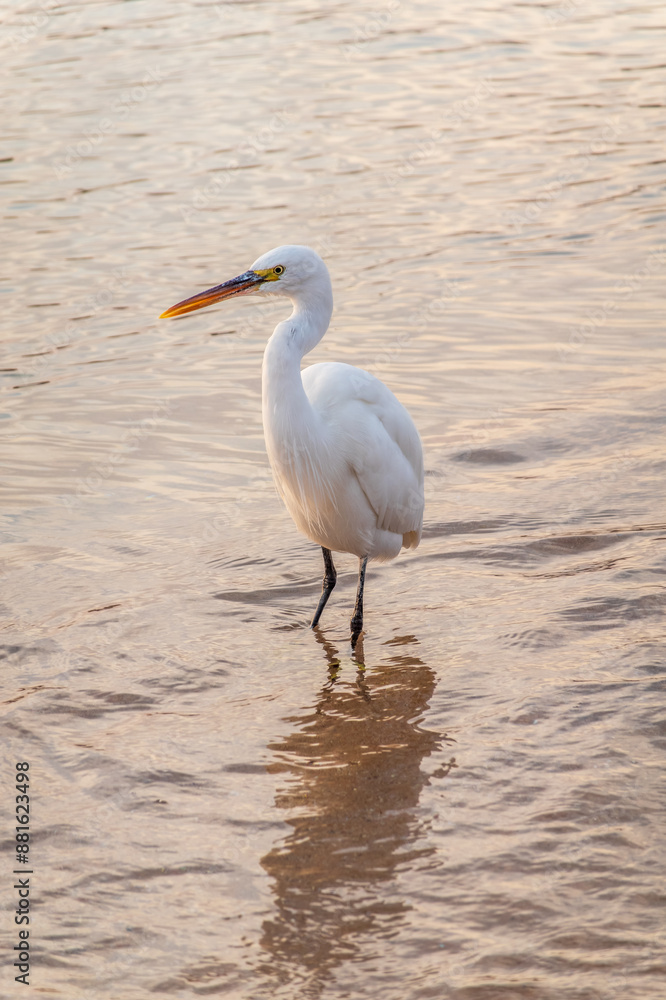 Great egret (Ardea alba), a medium-sized white heron fishing on the sea beach Great egret (Ardea alba), a medium-sized white heron fishing on the sea beach