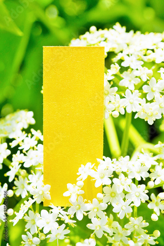 屋外のエルダーフラワーの小さい花を背景にしたナチュラルなタイトル枠のモックアップ