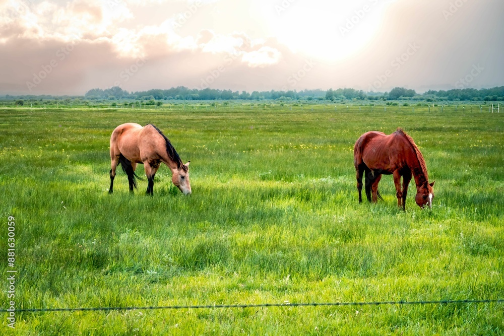 Two horses grazing in a lush green field with a beautiful sunset Two horses grazing in a lush green field with a beautiful sunset