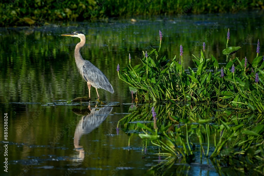 great blue heron standing in a pond with green foliage and purple flowers reflecting in the water great blue heron standing in a pond with green foliage and purple flowers reflecting in the water