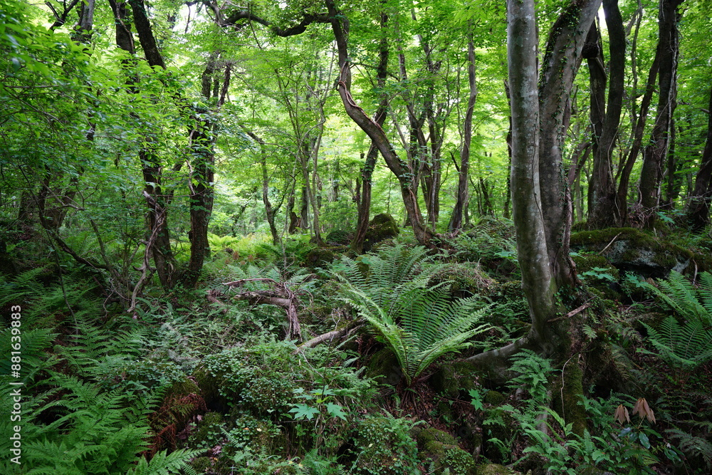 fresh ferns in primeval forest fresh ferns in primeval forest