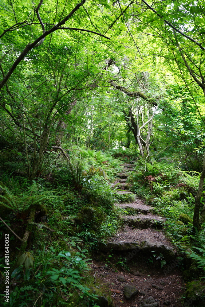 refreshing spring pathway in the gleaming sunlight refreshing spring pathway in the gleaming sunlight